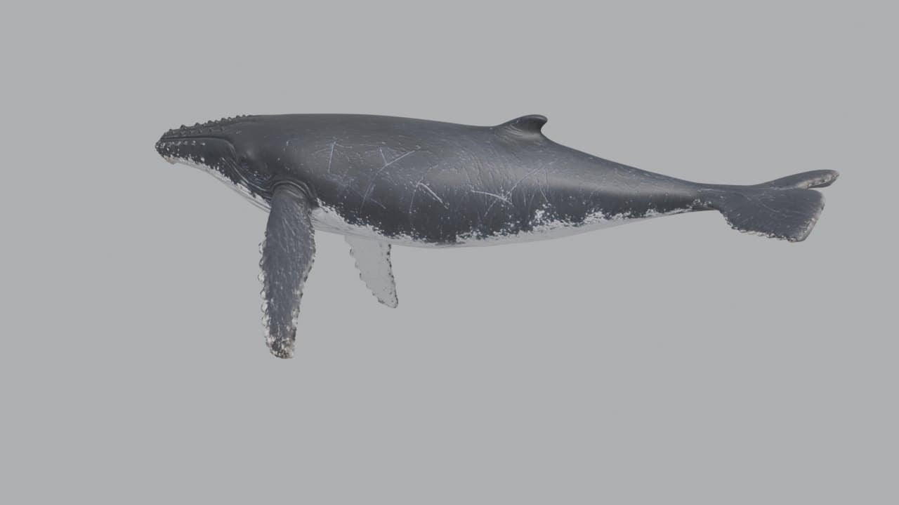 The humpback as a textured Hunyuan 3D mesh render