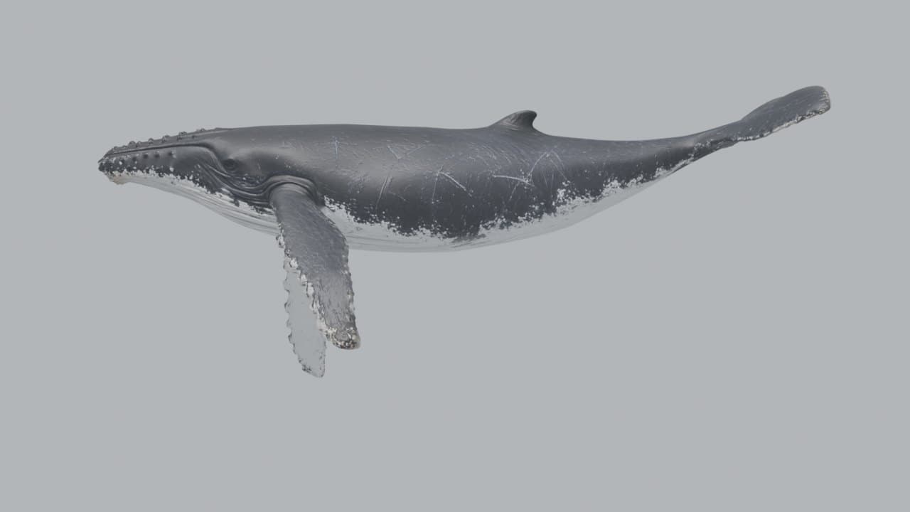 The rigged humpback mid-stroke in Blender